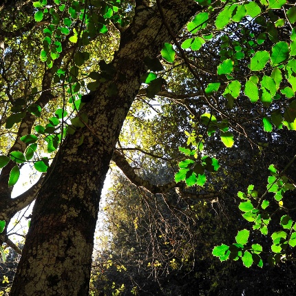 Agrifoglio (foto Ivo Piras)
