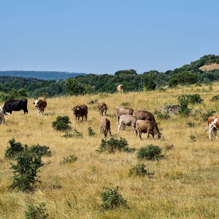 Agricultural landscape with grazing cattle (photoIvo Piras)
