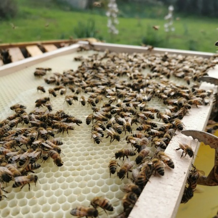 Prodotti Apicoltura Pinna (foto Facebook, profilo del locale)