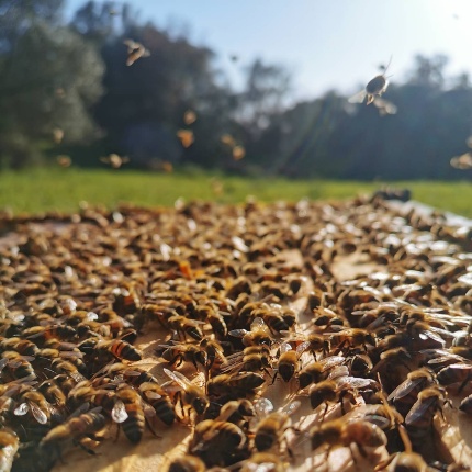 Prodotti Apicoltura Pinna (foto Facebook, profilo del locale.)