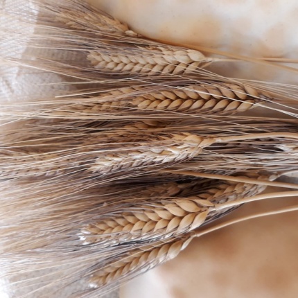 Grano (foto Panificio Zichi di Bonorva)