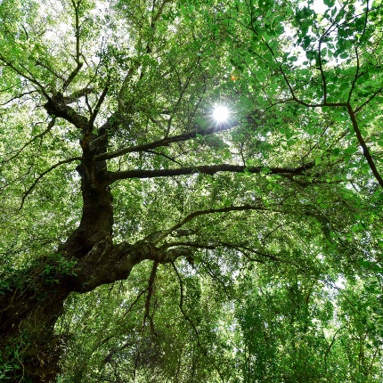 Bosco (photoIvo Piras)