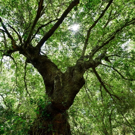 Leccio monumentale (foto Ivo Piras)