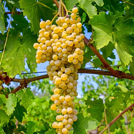 Grappolo del vitigno autoctono Arvisionadu (foto Ivo Piras)