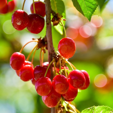 Primo piano delle ciliegie sull'albero (foto Ivo Piras)
