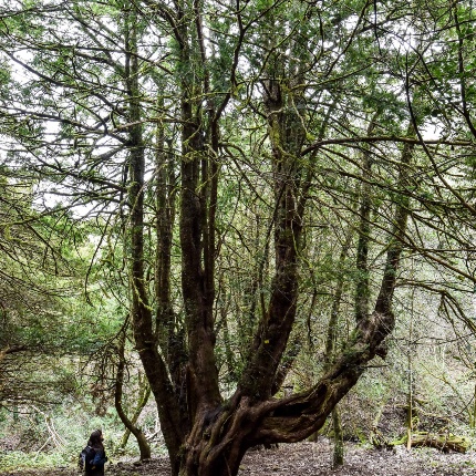 Monumental Tasso (photoIvo Piras)