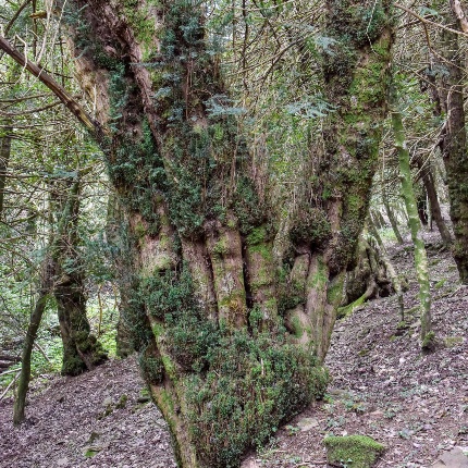 Monumental Tasso (photoIvo Piras)