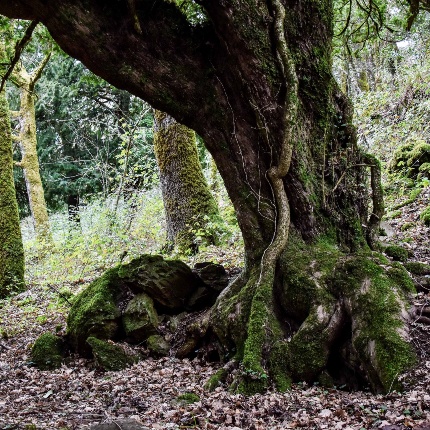 Detail of the trunk of a centuries-old yew (photoIvo Piras)