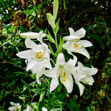 White wild lily near the structure (photoIvo Piras)