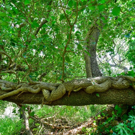 Ivy wrapped around the trunk of a holm oak, near the cave. (photoIvo Piras)