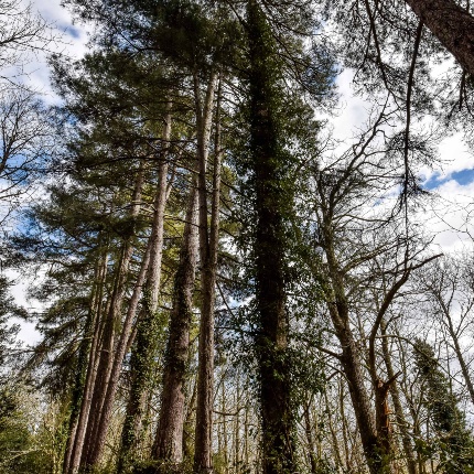 Bottida, forest of Monte Rasu (photoIvo Piras)