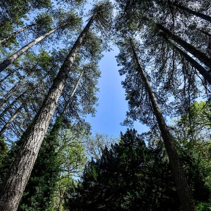 Su Tassu, Foresta demaniale di Fiorentini. Pini neri visti dal basso (foto Ivo Piras)