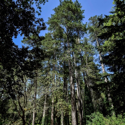 Specimens of larch pine (photoIvo Piras)