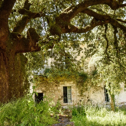 Leccio monumentale (foto Ivo Piras)