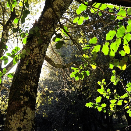 Anela, Aneleto Forest. (photoIvo Piras)