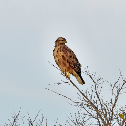 Mores, Sardinian buzzard. (photoIvo Piras)
