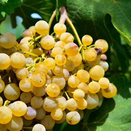 Benetutti, cluster of the native grape variety Arvisionadu. (photoIvo Piras)