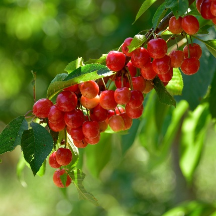 Cherries from Bonnanaro. (photoIvo Piras)