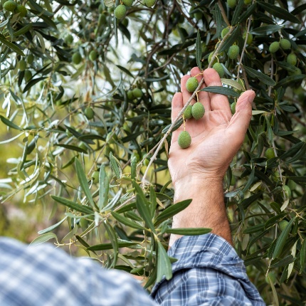 A farmer checks the olives still in the maturation phase. (photoFrancesco Mou - stock.adobe.com)