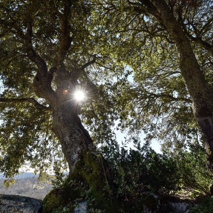 Centuries-old oaks covering the top of the tower (photoIvo Piras)
