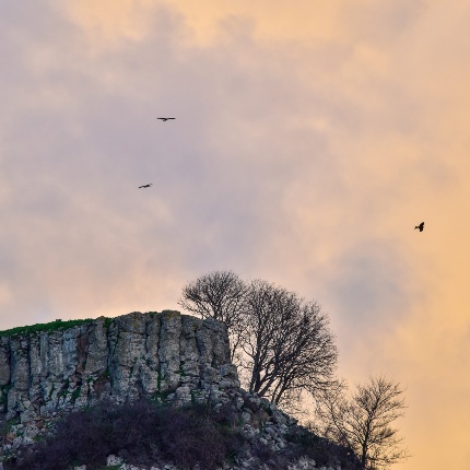 Monte Muradu - Parata di nibbi reali (foto Ivo Piras)