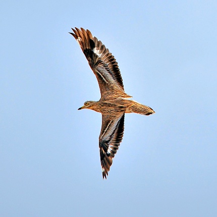 Big eye in flight (photoIvo Piras)
