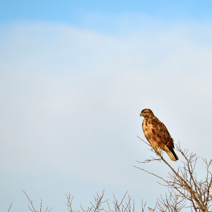 Sardinian Glade (photoIvo Piras)