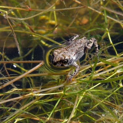 Discoglossus (photoIvo Piras)