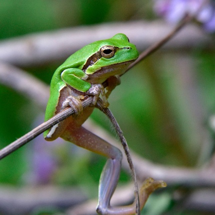 Sardinian tree frog (photoIvo Piras)