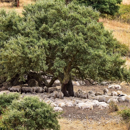 Gregge di pecore al riparo dalla calura estiva. (foto Ivo Piras)