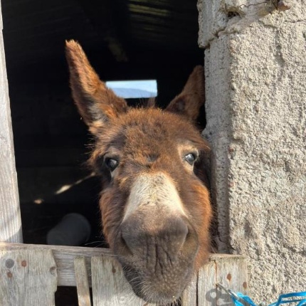 Animali (foto Booking, Agriturismo Sa Pigalva)