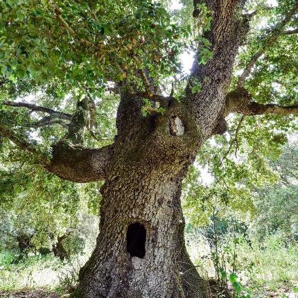 Area naturalistica Sa Tanca de Santu Ainzu. Leccio monumentale (Quercus ilex) (foto Ivo Piras)