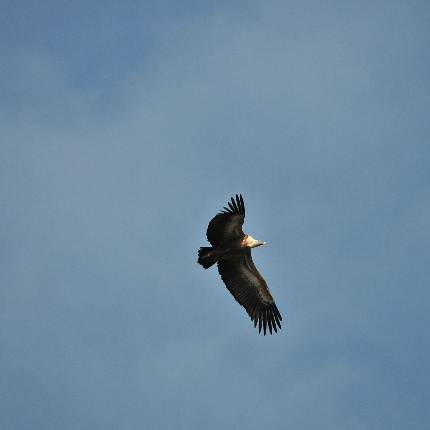 Griffon vulture in flight, inhabitant of the high coast of Villanova. (photoIvo Piras)